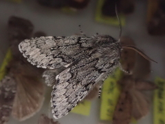 Brachionycha permixta