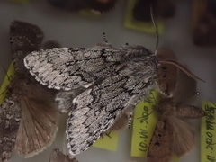 Brachionycha permixta