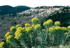Euphorbia rigida