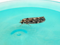 Lichenaula appropinquans