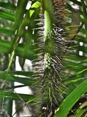 Calamus radicalis