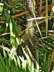 Calamus radicalis