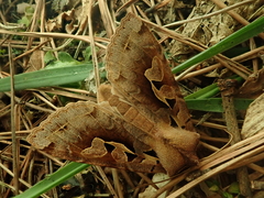 Perigrapha hoenei