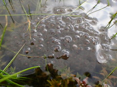 Lithobates palustris