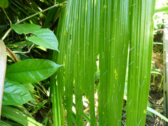 Calamus radicalis
