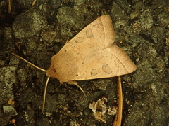 Orthosia paromoea