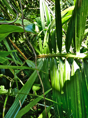 Calamus radicalis