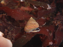 Calliostoma ligatum