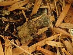 Teratoglaea pacifica