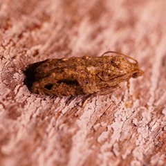 Proteoteras implicata