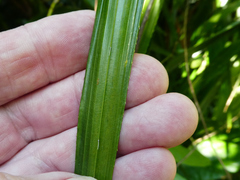 Calamus radicalis