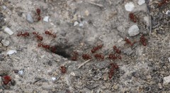 Pogonomyrmex barbatus