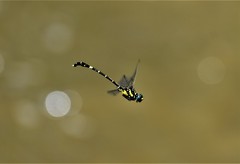 Antipodogomphus acolythus