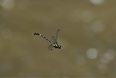 Antipodogomphus acolythus