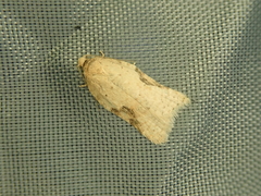 Acleris affinatana