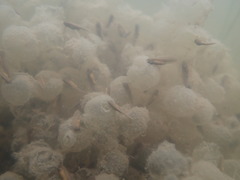 Lithobates palustris