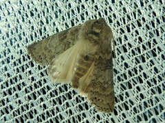 Neoploca arctipennis