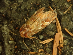 Panolis japonica