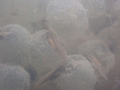 Lithobates palustris