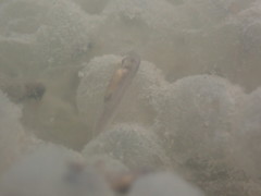 Lithobates palustris