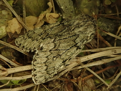 Brachionycha permixta