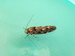 Lichenaula appropinquans