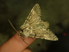 Brachionycha permixta