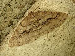 Protalcis concinnata