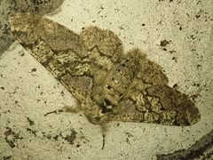 Biston robustum robustum