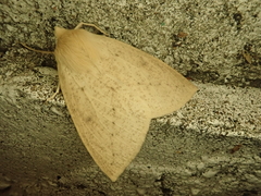 Descoreba simplex