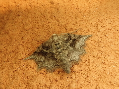Protalcis concinnata