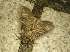 Epodonta lineata