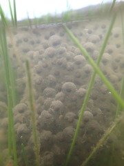 Lithobates palustris