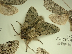 Brachionycha permixta