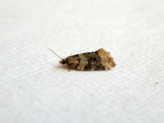 Aeolostoma scutiferana