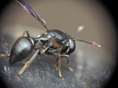Polybiomyia