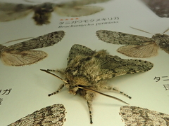 Brachionycha permixta