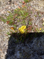 Hibbertia procumbens