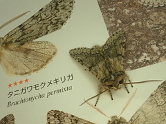 Brachionycha permixta