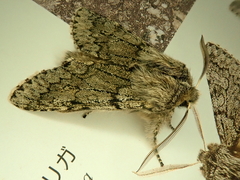 Brachionycha permixta