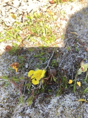 Hibbertia procumbens