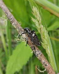 Homocyrtus dromedarius