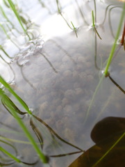 Lithobates palustris