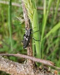 Homocyrtus dromedarius