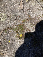 Hibbertia procumbens