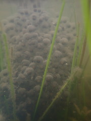 Lithobates palustris