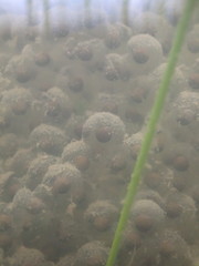 Lithobates palustris