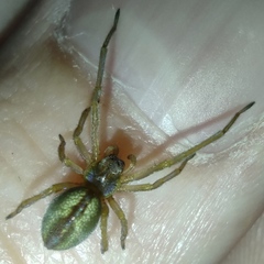 Cheiracanthium erraticum