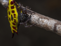 Gasteracantha taeniata