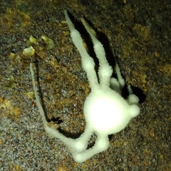 Engyodontium aranearum